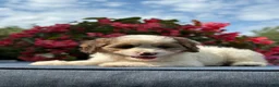 Cavapoo dogs for sale: Finn - Ad 12