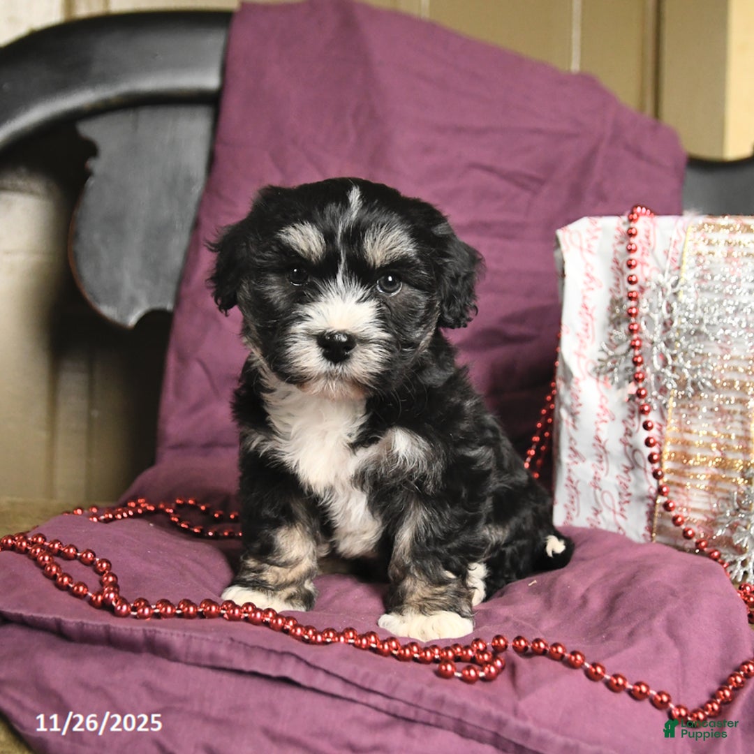 Havanese dogs for sale: Chex - Ad 1