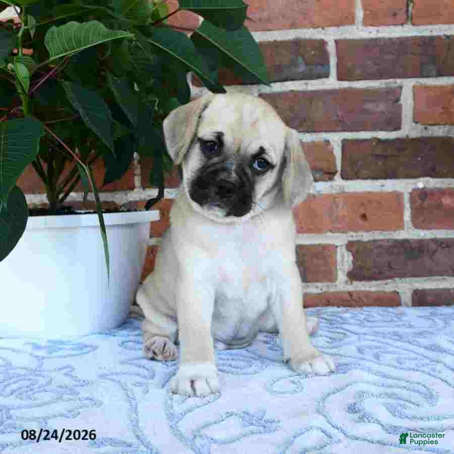 Puggle dogs Taffy - Ad 1