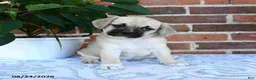Puggle dogs for sale: Taffy - Ad 1