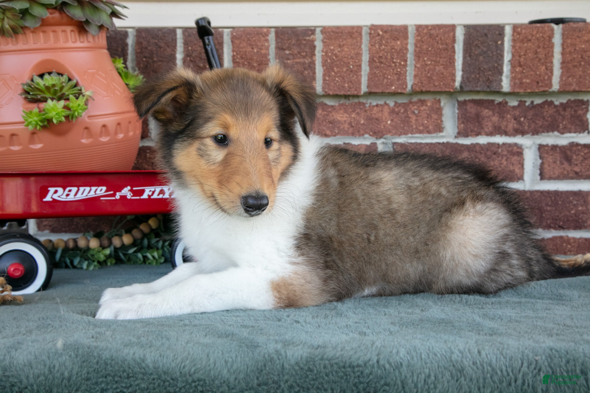 Collie dogs Jake - Ad 1