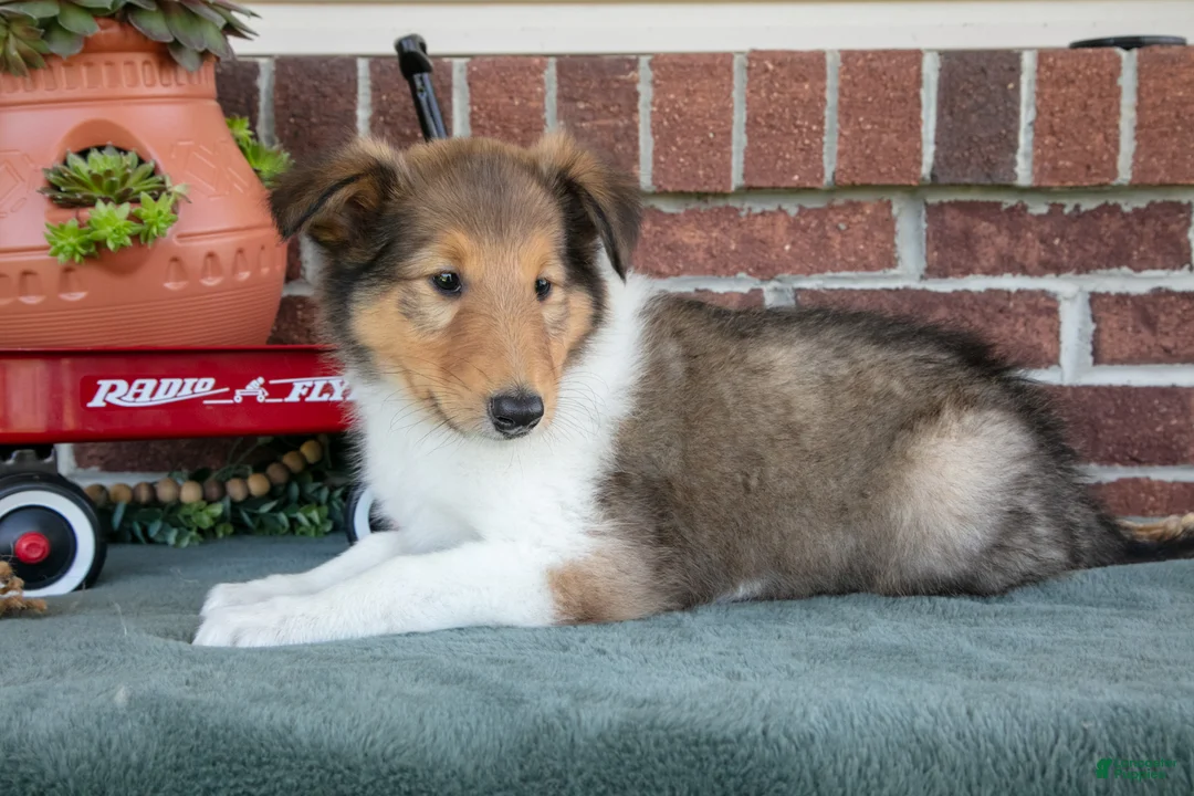Collie dogs for sale: Jake - Ad 1