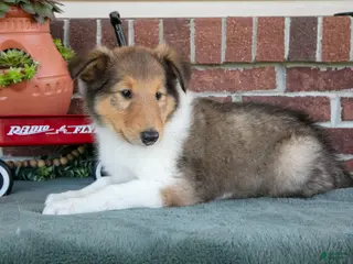 Collie dogs for sale: Jake - Ad 1