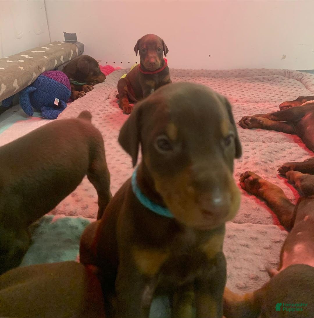 Doberman Pinscher dogs Doberman Pinscher 2 - Ad 38