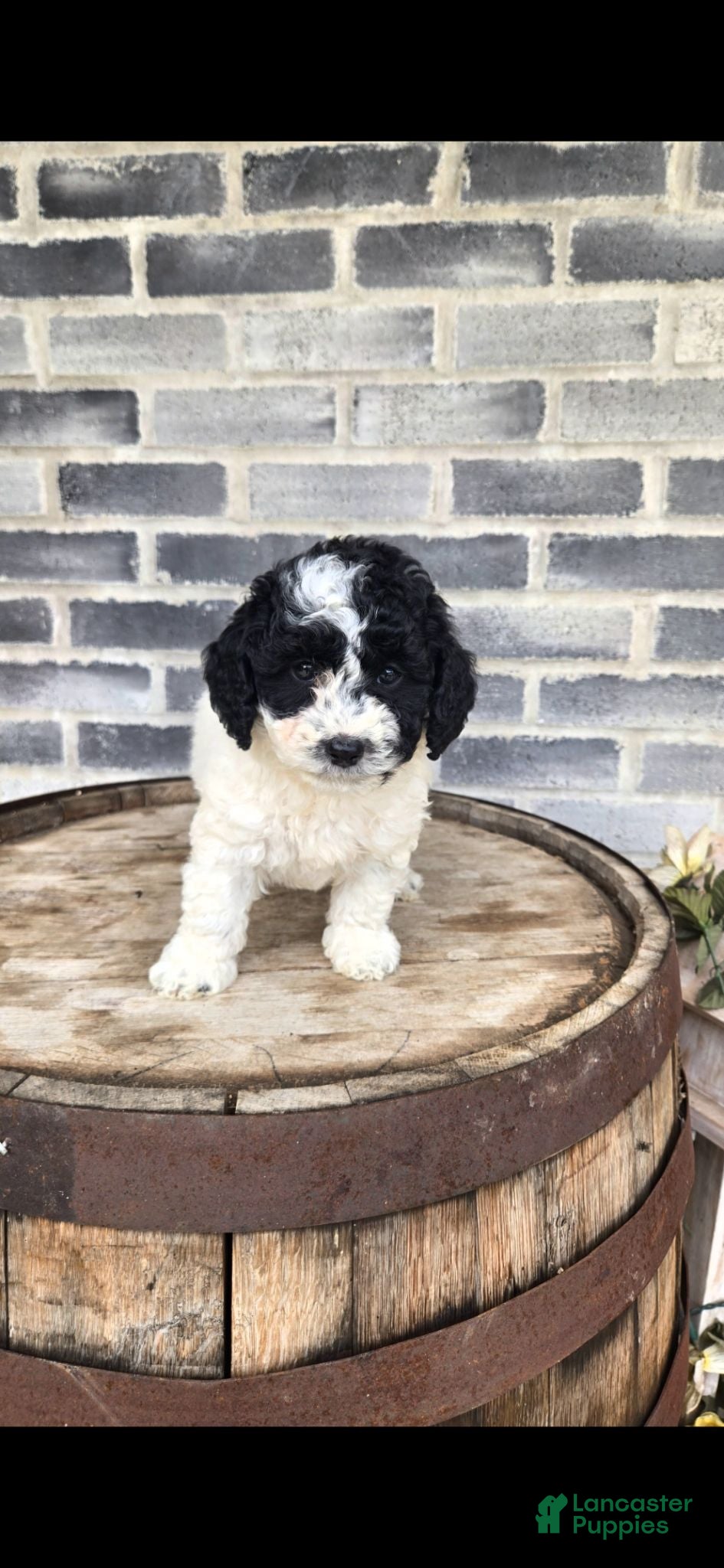 Mini Bernedoodle dogs Mini Bernedoodle 2 - Ad 2