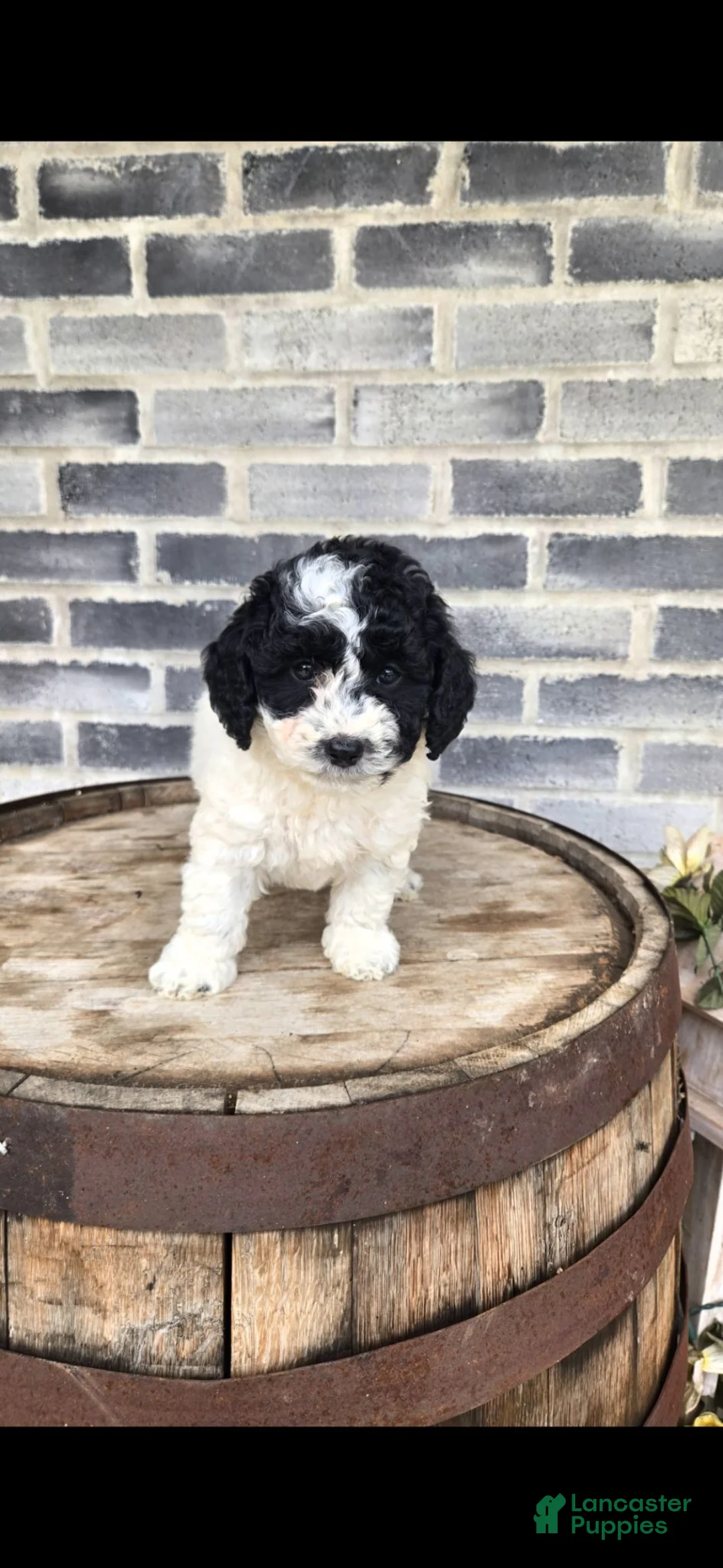 Mini Bernedoodle dogs for sale: Mini Bernedoodle 2 - Ad 2