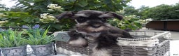 Miniature Schnauzer dogs for sale: Miniature Schnauzer Puppy 5 Curt - Ad 14