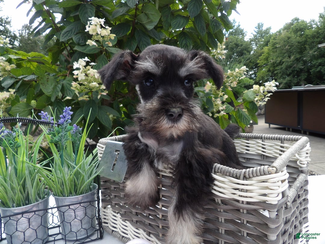 Miniature Schnauzer dogs for sale: Miniature Schnauzer Puppy 5 Curt - Ad 14