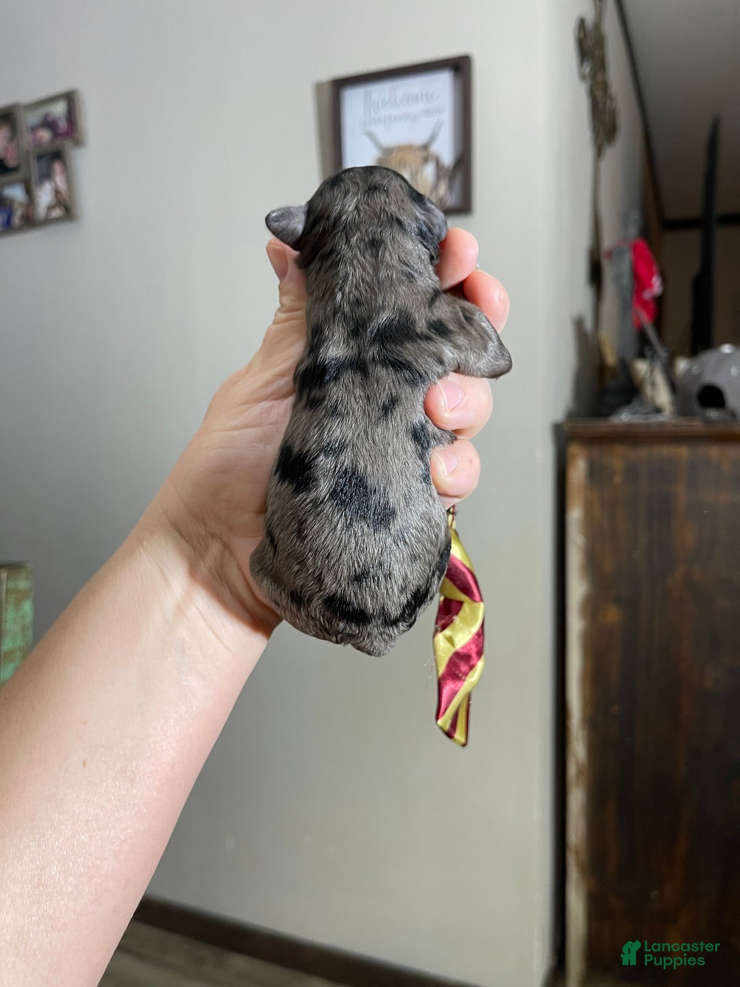 Miniature Poodle dogs for sale: Akc Blue Merle Phantom  - Ad 6