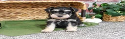 Miniature Schnauzer dogs for sale: Ethan - Ad 6