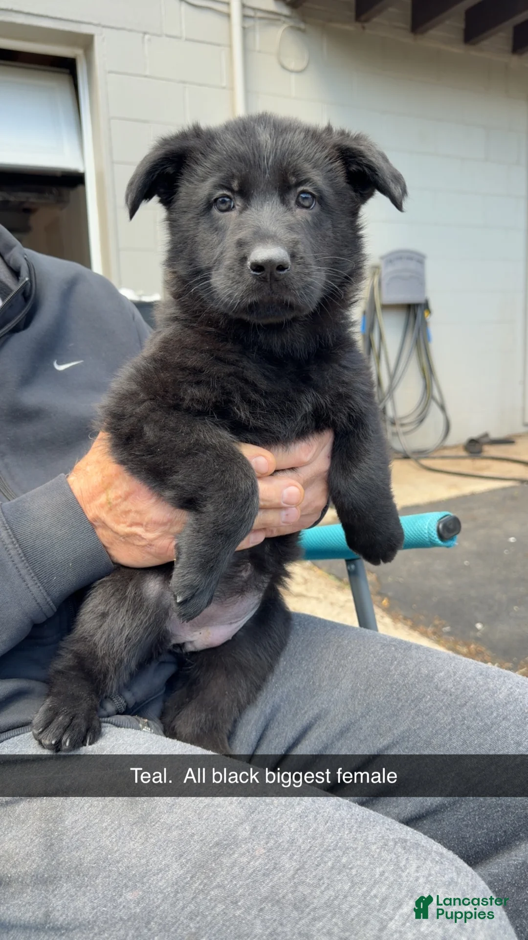 German Shepherd dogs for sale: German Shepherd Puppy 2 - Ad 1