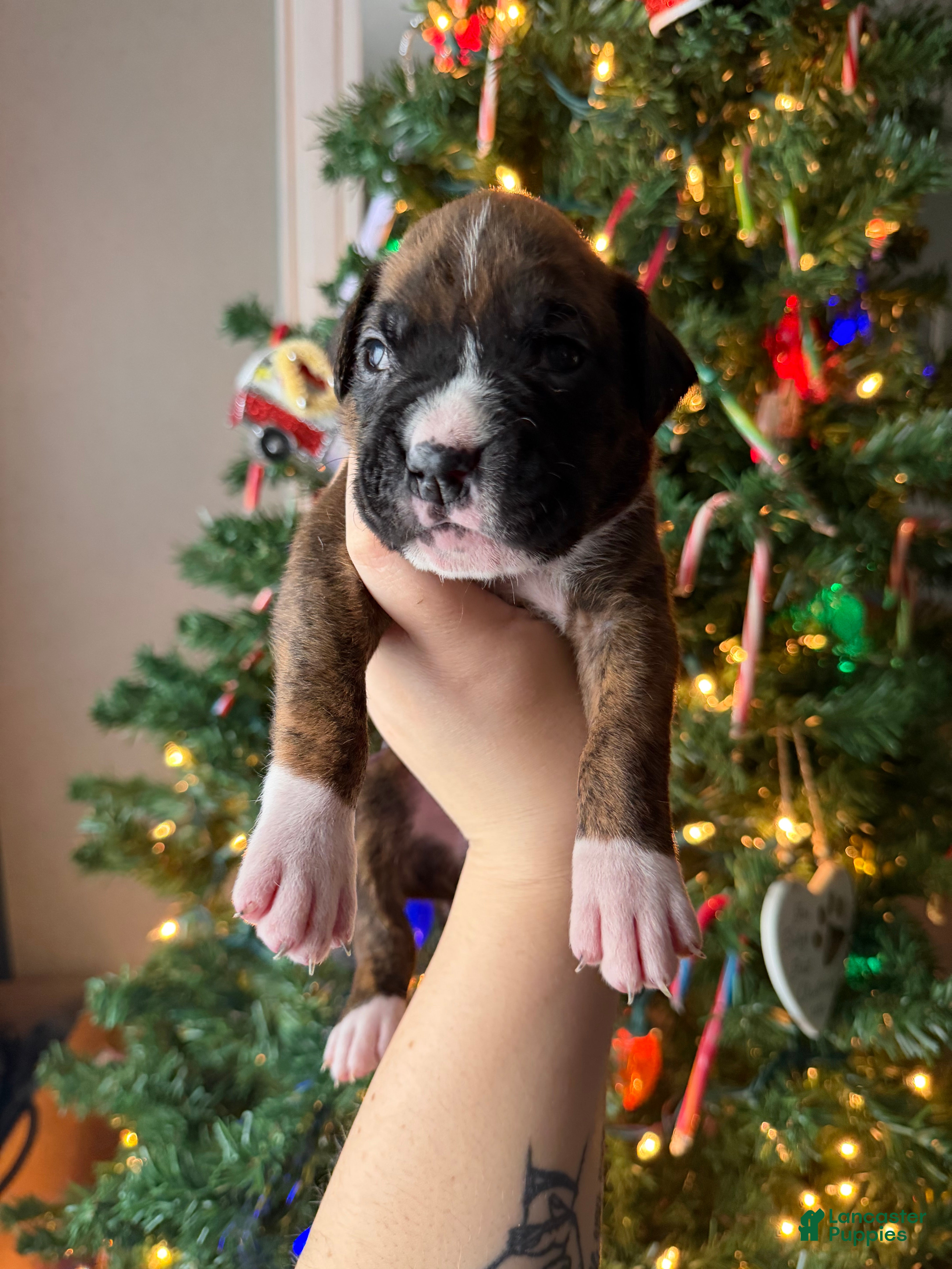 Boxer dogs Joe - Ad 42