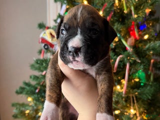 Boxer dogs Joe - Ad 42