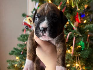 Boxer dogs Joe - Ad 39