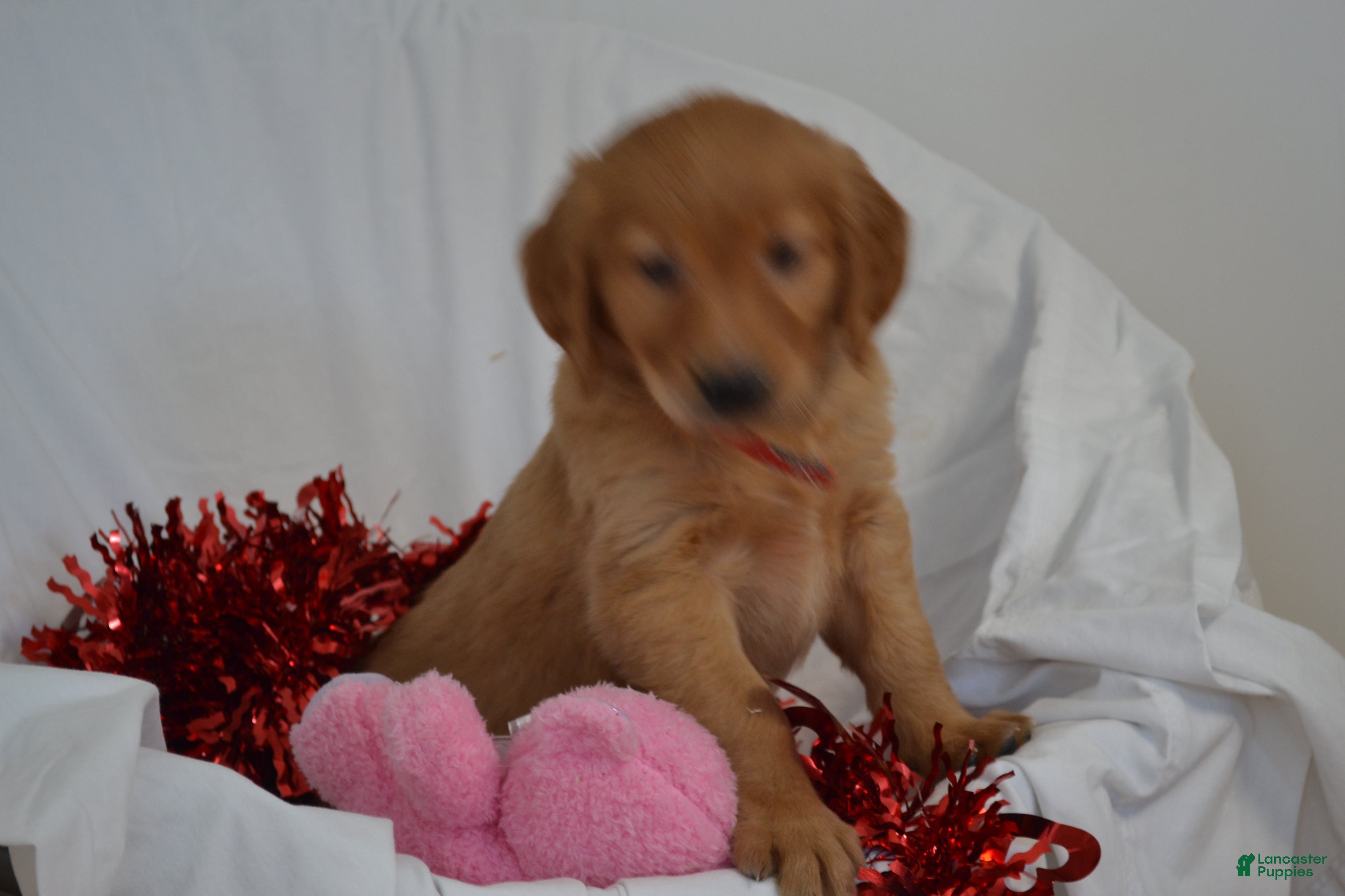 Golden Retriever dogs Akela - Ad 13