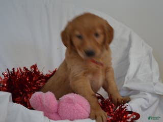 Golden Retriever dogs Akela - Ad 13