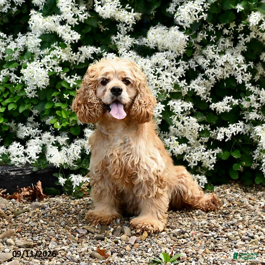 English Cocker Spaniel dogs Fadella - Ad 1