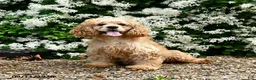 English Cocker Spaniel dogs for sale: Fadella - Ad 1