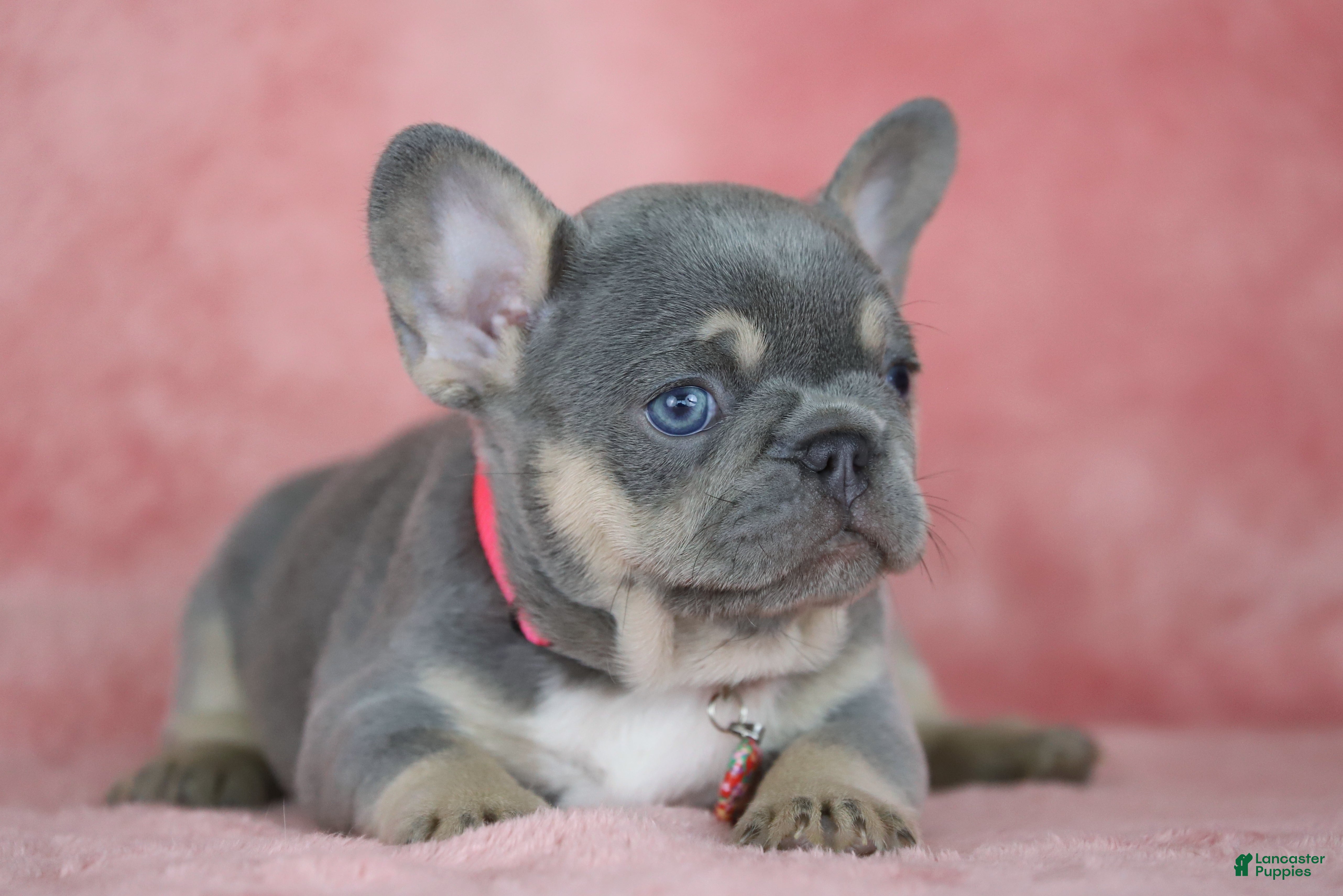 French Bulldog dogs Kira - Ad 1