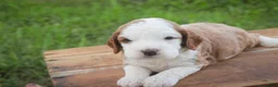 Cavapoo dogs for sale: Larry Cavapoo  - Ad 25