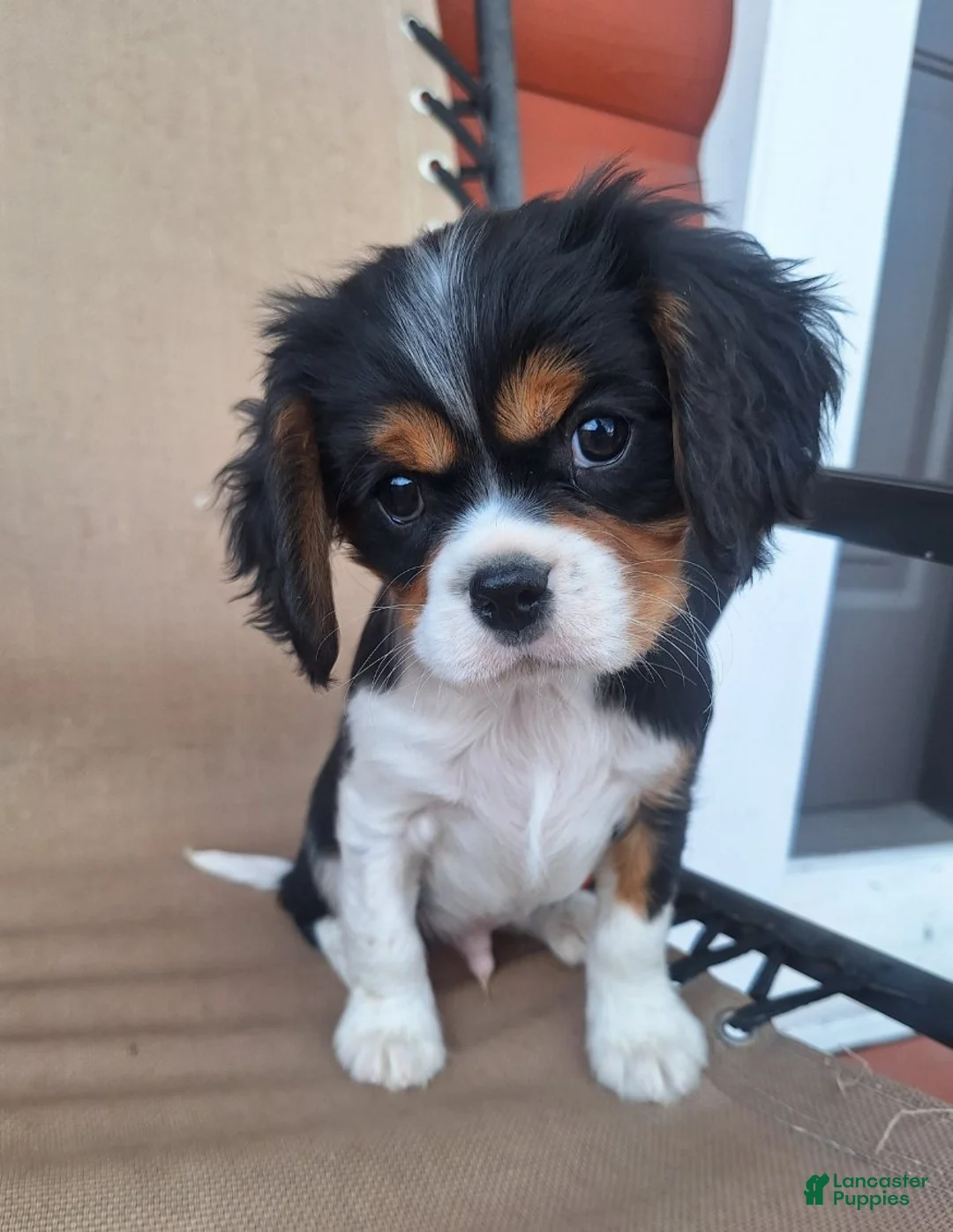 Cavalier King Charles Spaniel dogs for sale: Max - Ad 6