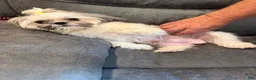 Malshi dogs for sale: Cher - Ad 5