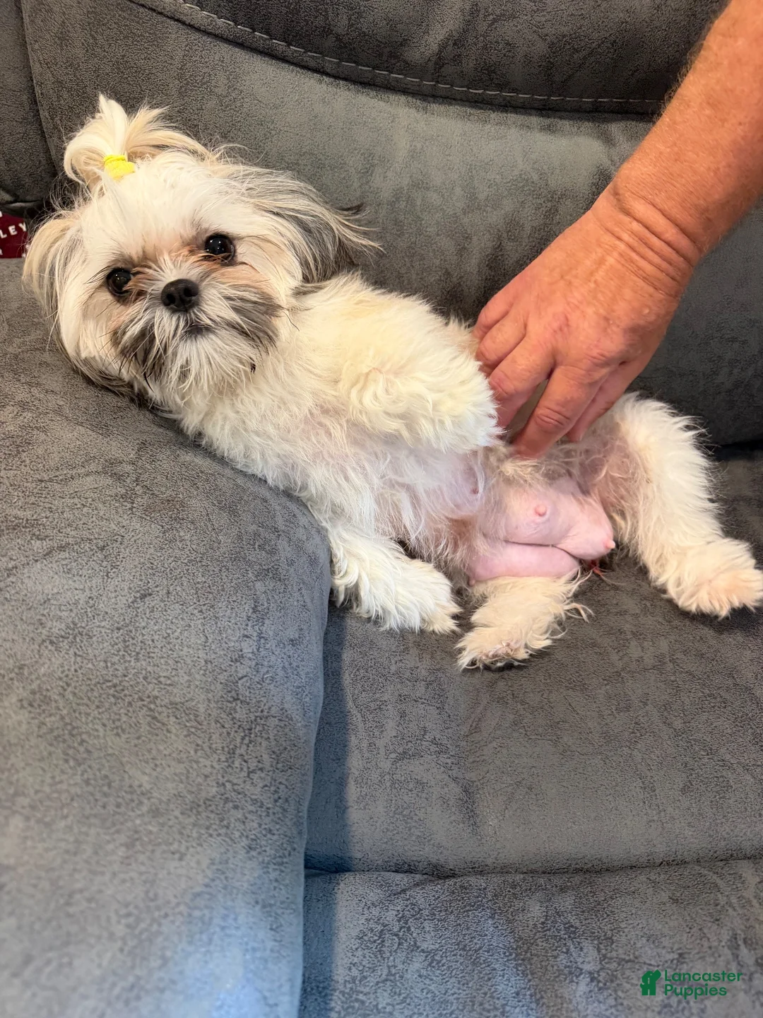 Malshi dogs for sale: Cher - Ad 5