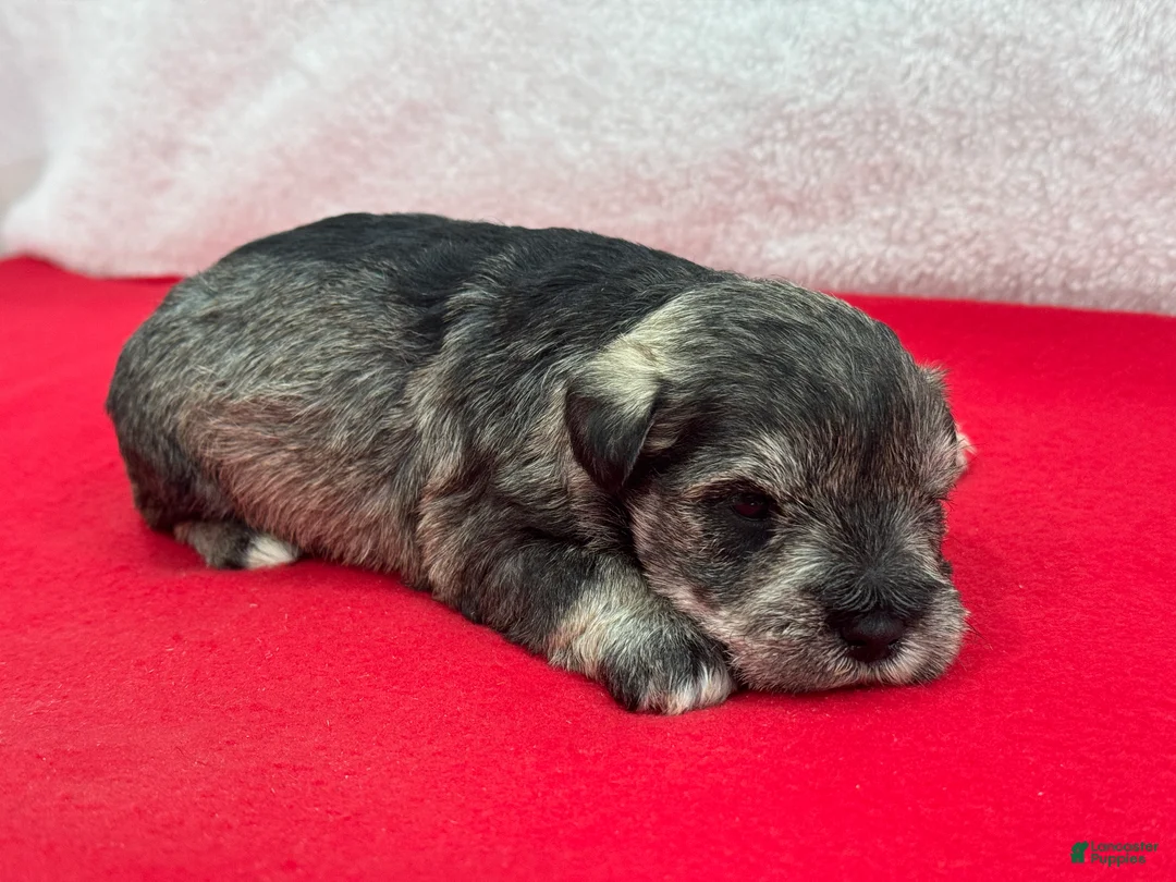 Miniature Schnauzer dogs for sale: Gypsy Female 1 - Ad 4