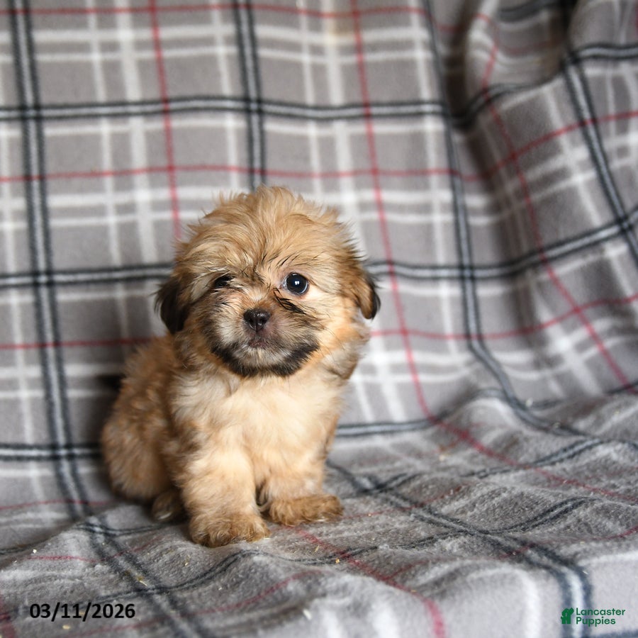 Shih Tzu dogs Zachary - Ad 2