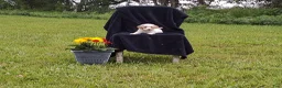 Miniature Poodle dogs for sale: Tanner - Ad 3