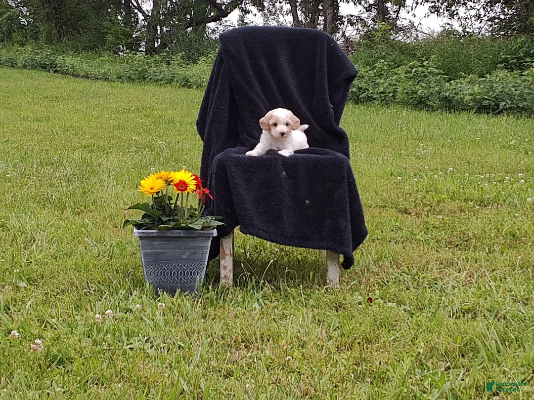 Miniature Poodle dogs for sale: Tanner - Ad 3