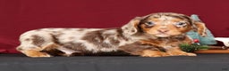 Miniature Dachshund dogs for sale: Niles - Ad 6