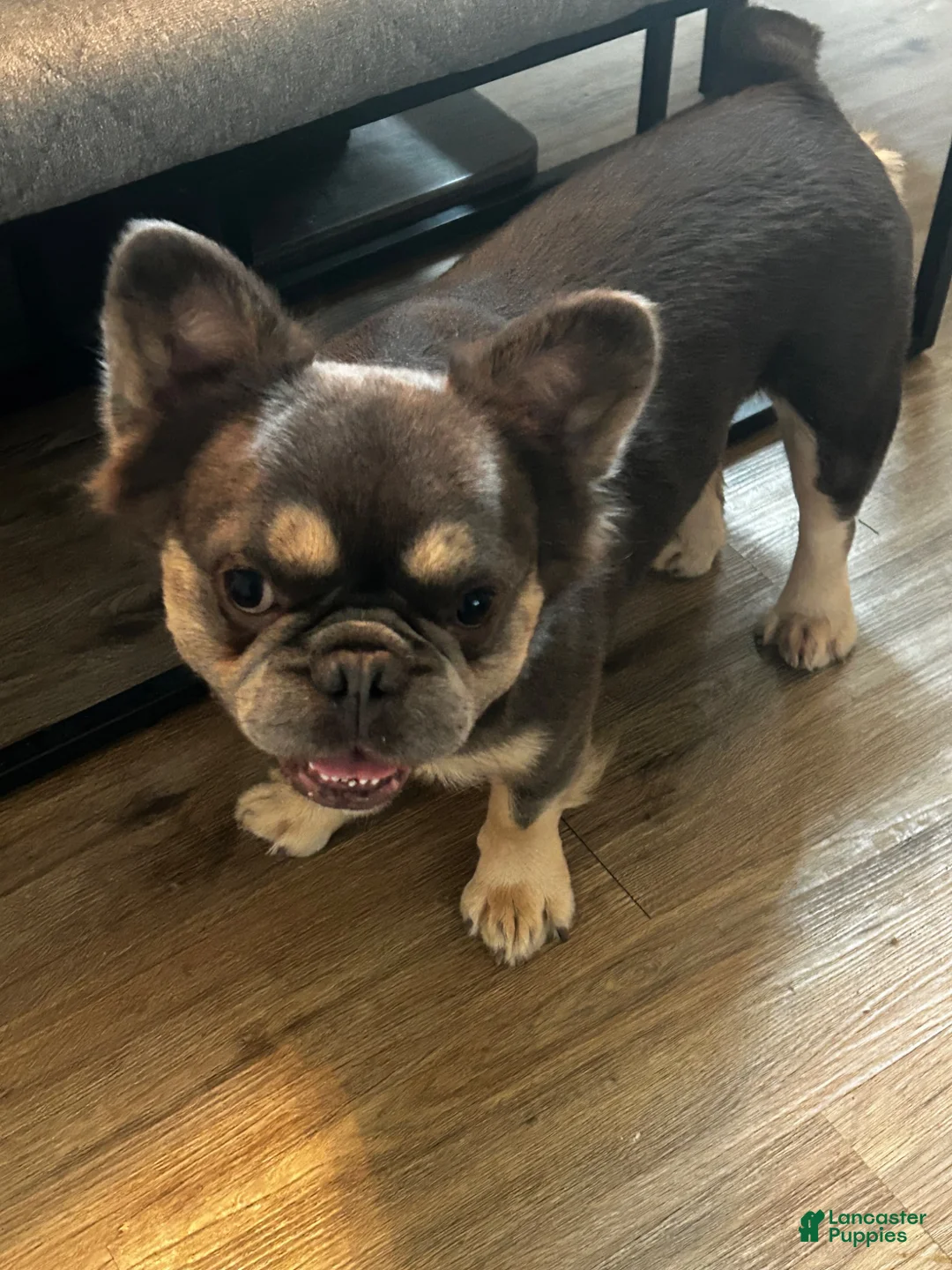 French Bulldog dogs for sale:  Nina  - Ad 9