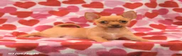 Chihuahua dogs for sale: Leo - Ad 3