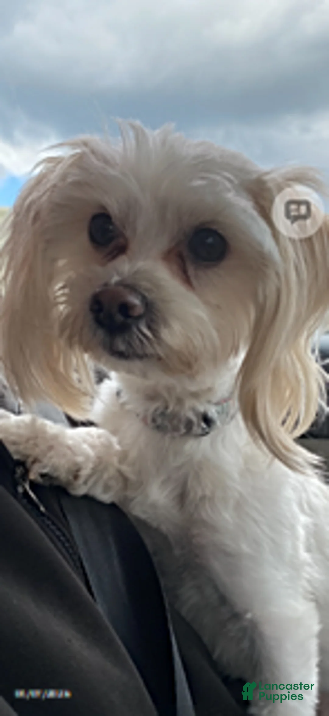 Malshi dogs for sale: Wayne - Ad 3