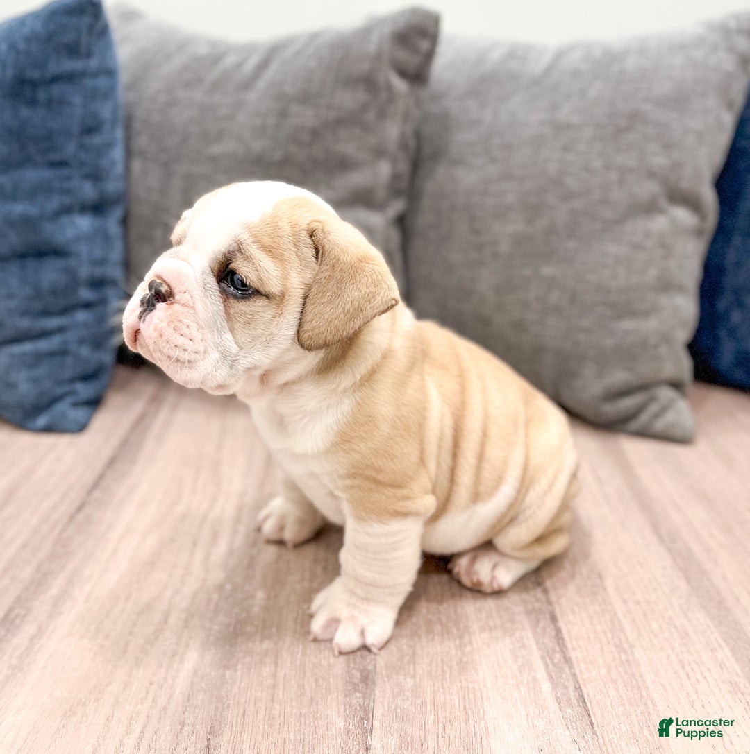 Mixed Breed dogs for sale: Casper - Ad 4