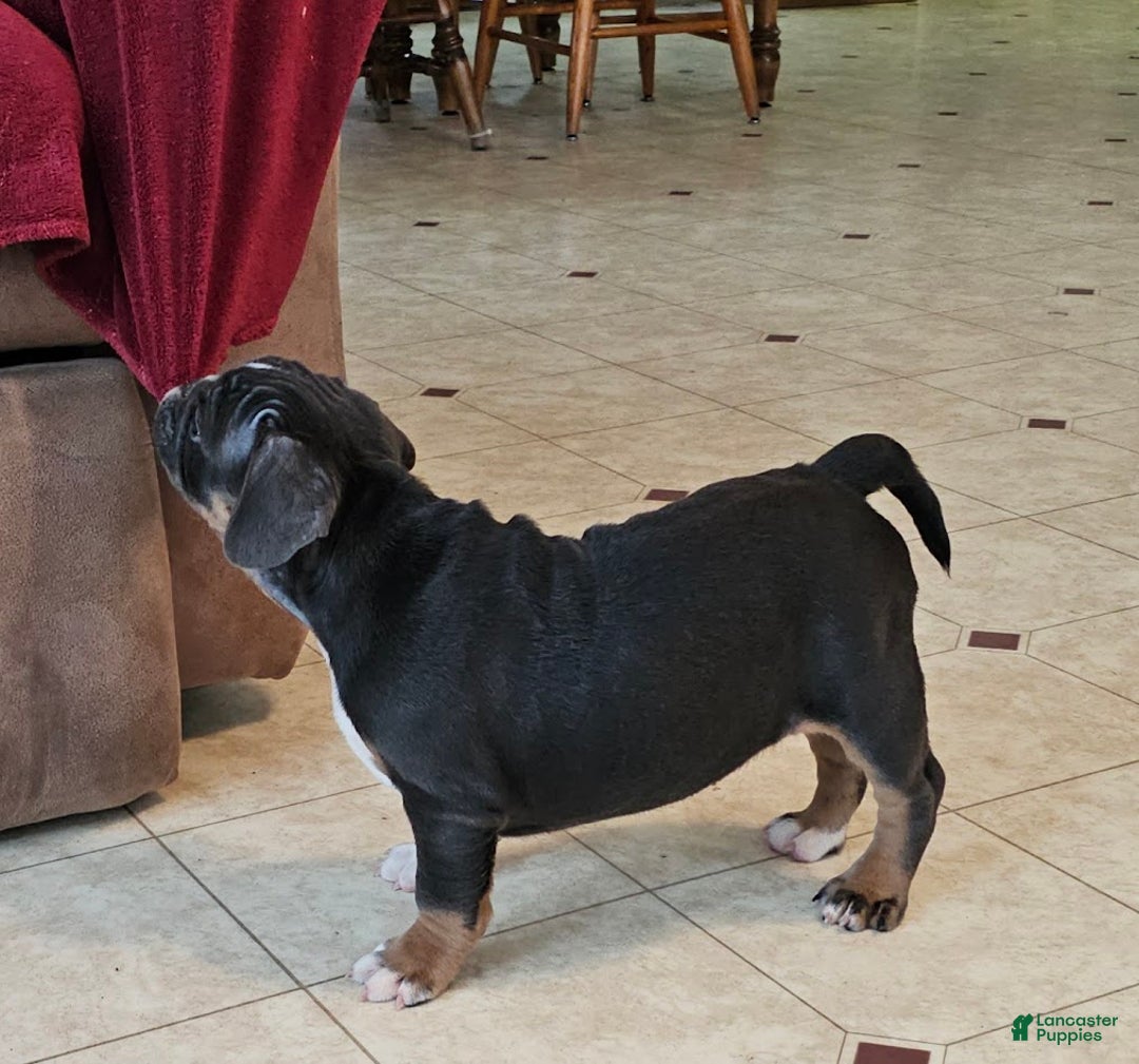 Mixed Breed dogs for sale: Blue Beauty - Ad 7