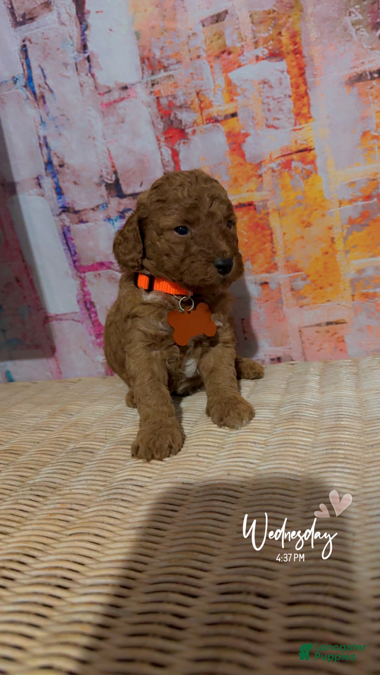 Mini Goldendoodle dogs  Puppy 6 - Ad 13