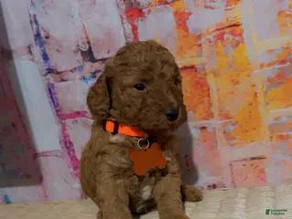 Mini Goldendoodle dogs Puppy 6 - Ad 29