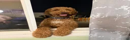 Goldendoodle dogs for sale: Goldendoodle Puppy 2 - Ad 4
