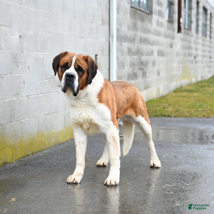 Saint Bernard dogs Saint Bernard - Ad 1