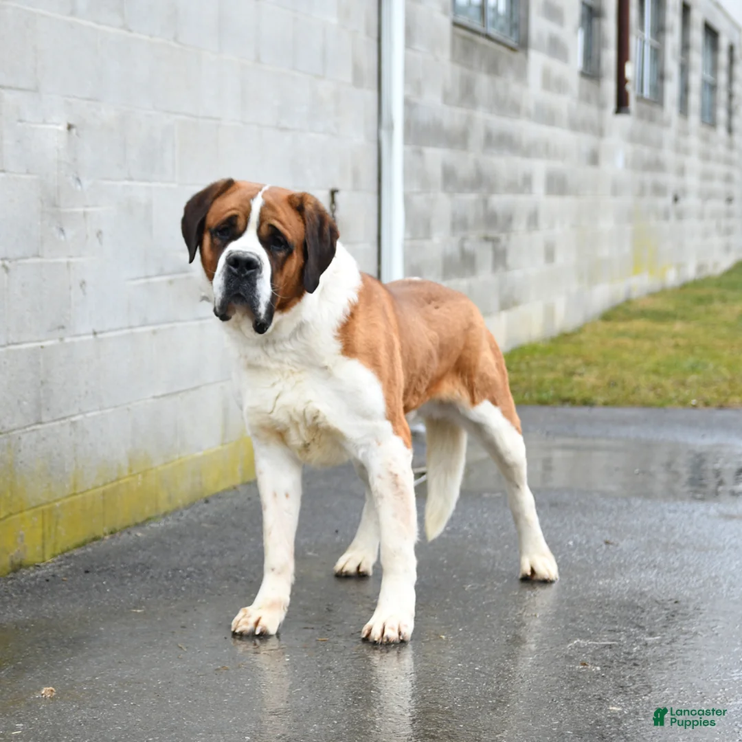 Saint Bernard dogs for stud: Saint Bernard - Ad 1