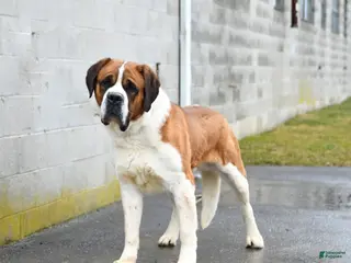 Saint Bernard dogs for stud: Saint Bernard - Ad 2