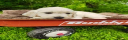 Golden Retriever dogs for sale: Macey - Ad 5