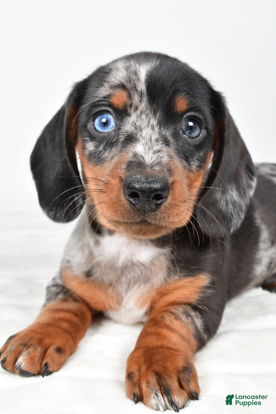 Miniature Dachshund dogs for sale: Theo - Ad 7