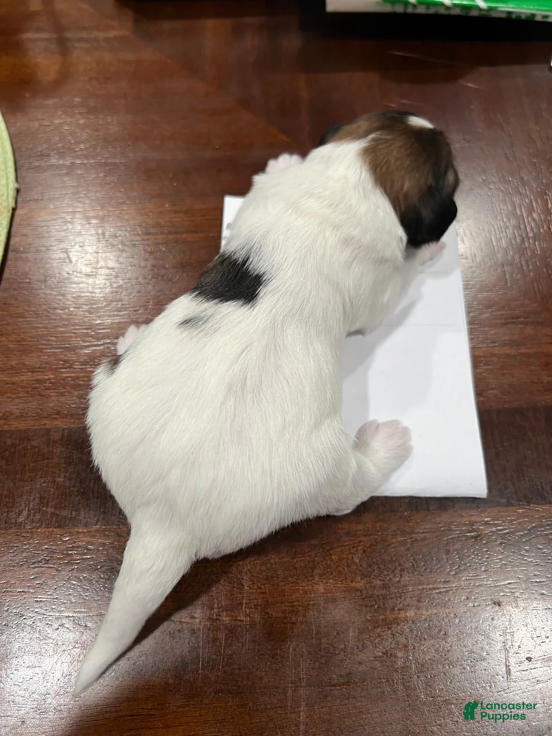 Morkie dogs for sale: Morkie Puppy 3 - Ad 5