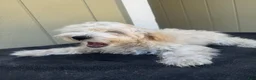 Maltipoo dogs for sale: Maltipoo 1 - Ad 3