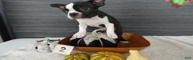 Boston Terrier 2 Macy