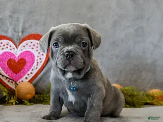 French Bulldog dogs Wilbur - Ad 3