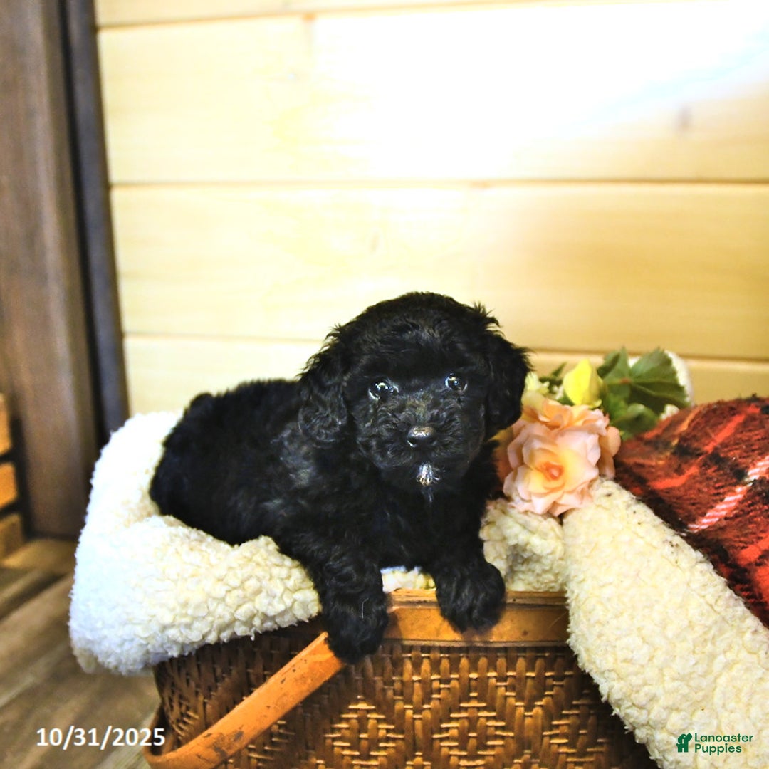 Miniature Poodle dogs for sale: Fern - Ad 2